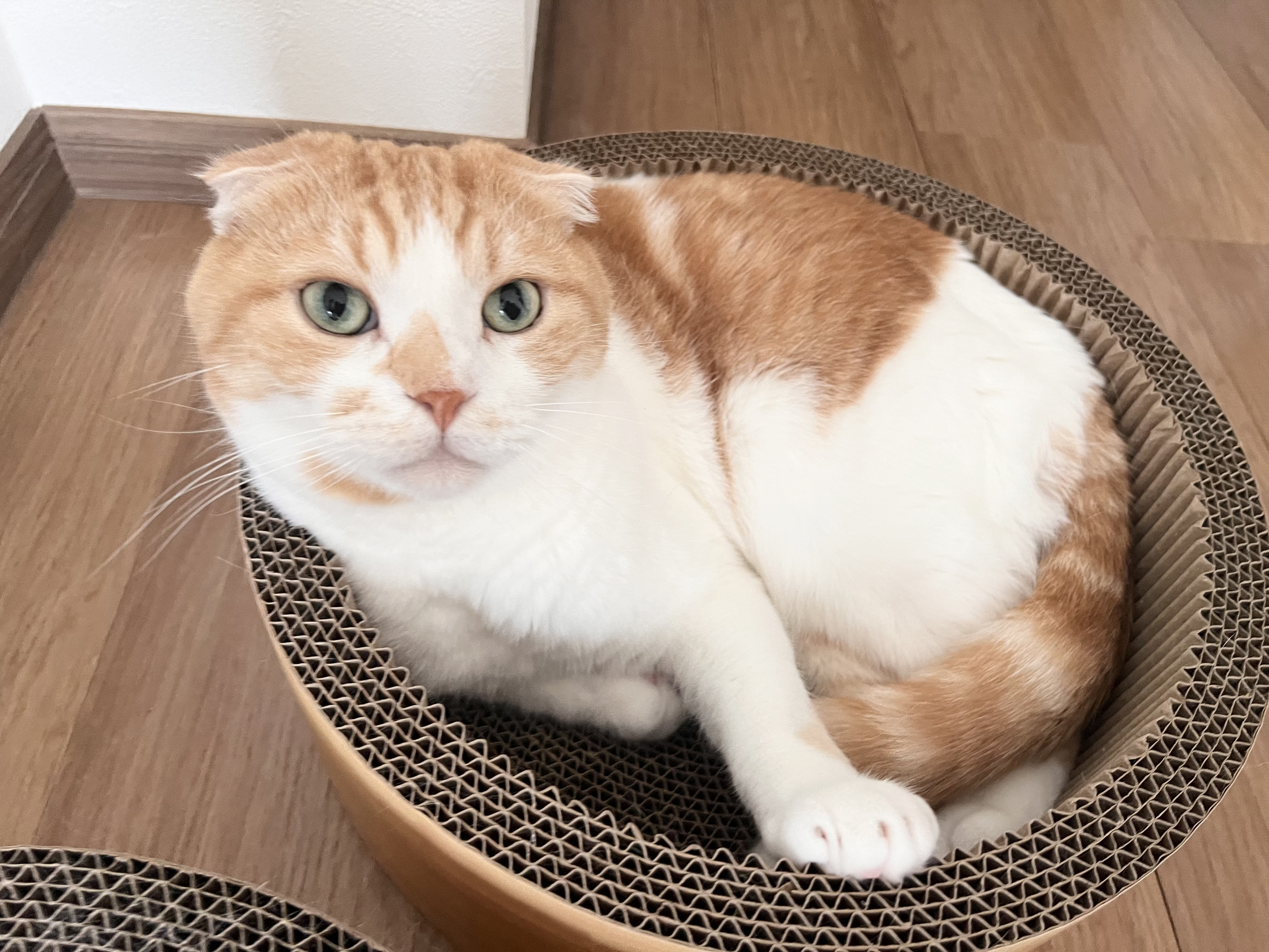 猫シッター 犬シッター 自宅訪問 恵比寿 渋谷 港区 | Pet Sitter OASIS ペットシッター