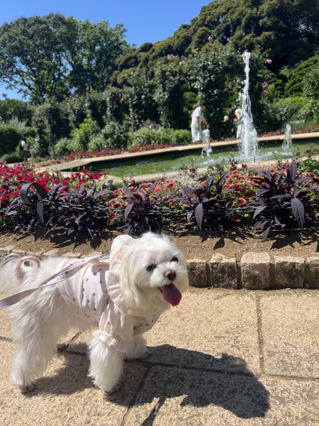 犬シッター お散歩代行 渋谷 恵比寿 港区 世田谷 | Pet Sitter OASIS 犬のペットシッター